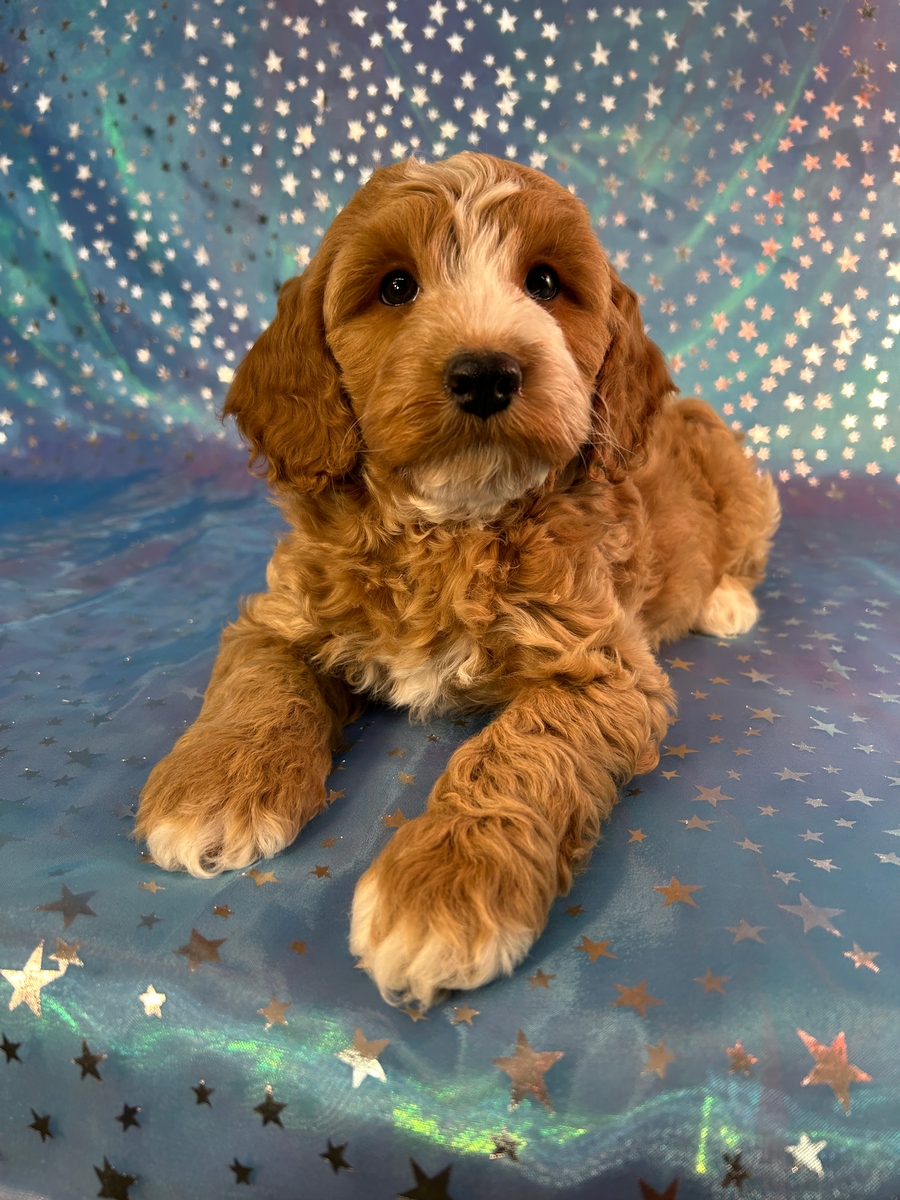 Male Cockapoo Puppy for Sale DOB 1-5-2026 $950
